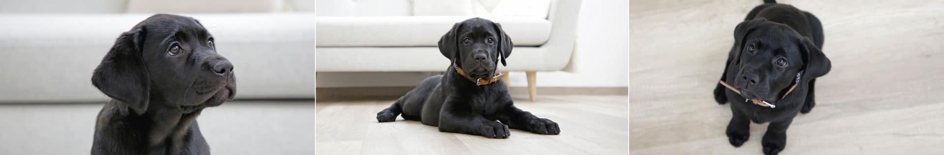 kerbl-pet-bereich-hund kerbl Pet - Bereich Hund