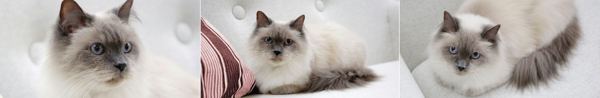 kerbl-pet-bereich-katze Kerbl Pet - Bereich Katze