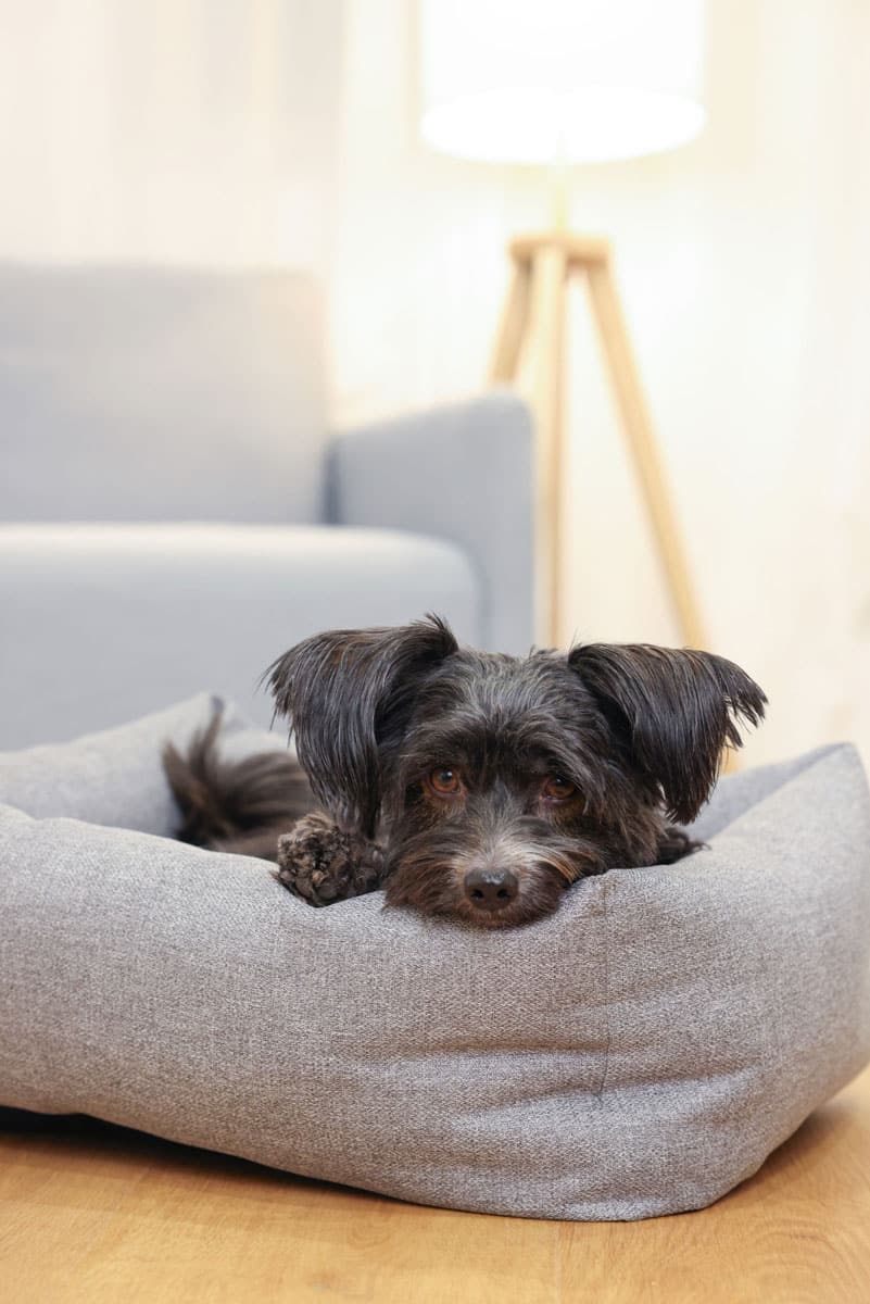 startseite-kerbl-pet-hund-liebe Hund mit süßem Blick liegt auf Schlafplatz