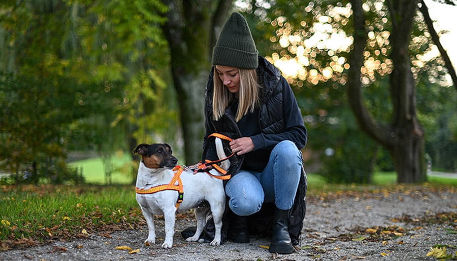 kerbl-pet-Sicherheit-im-Dunkeln-hund-01 Kerbl Pet Ratgeber: Sicherheit im Dunkeln