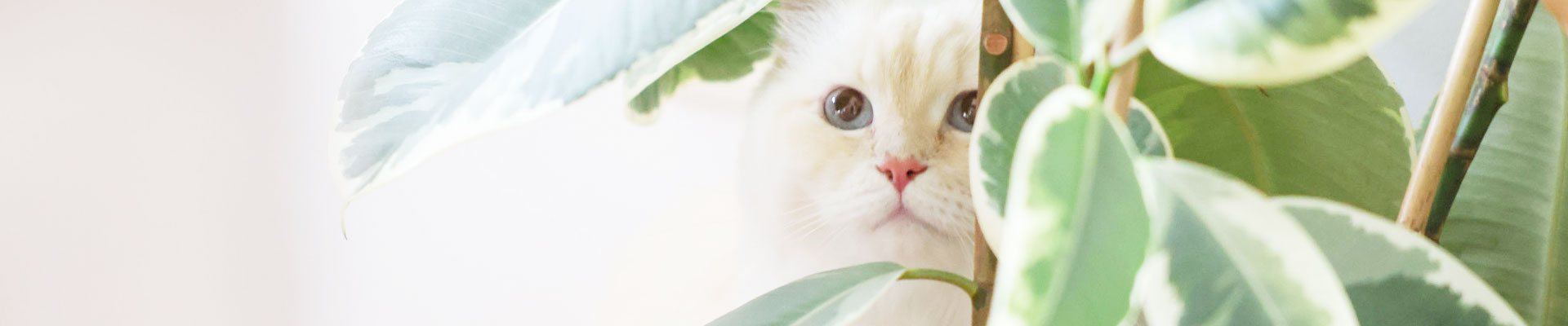 Kerbl Pet – Impressum Impressum Headerbild