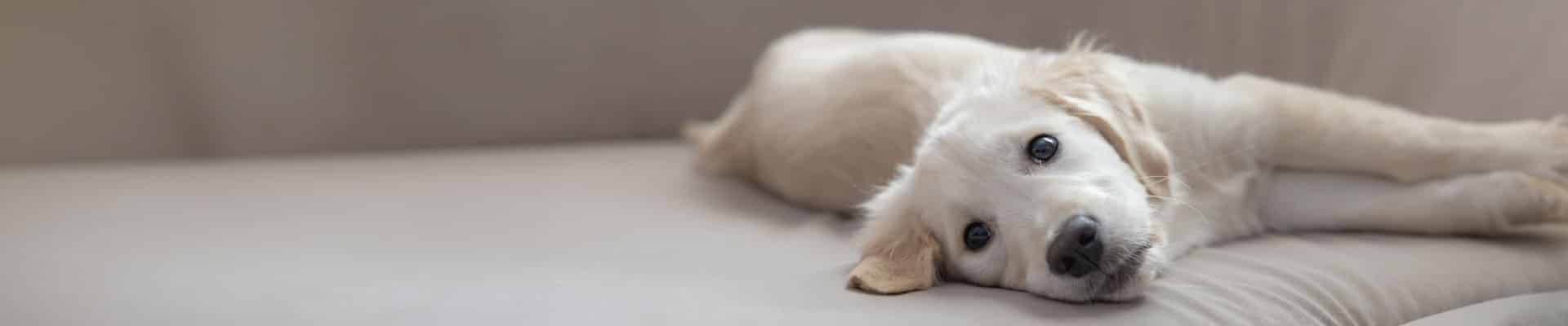 Kerbl Pet Kategorie Katze Pictos