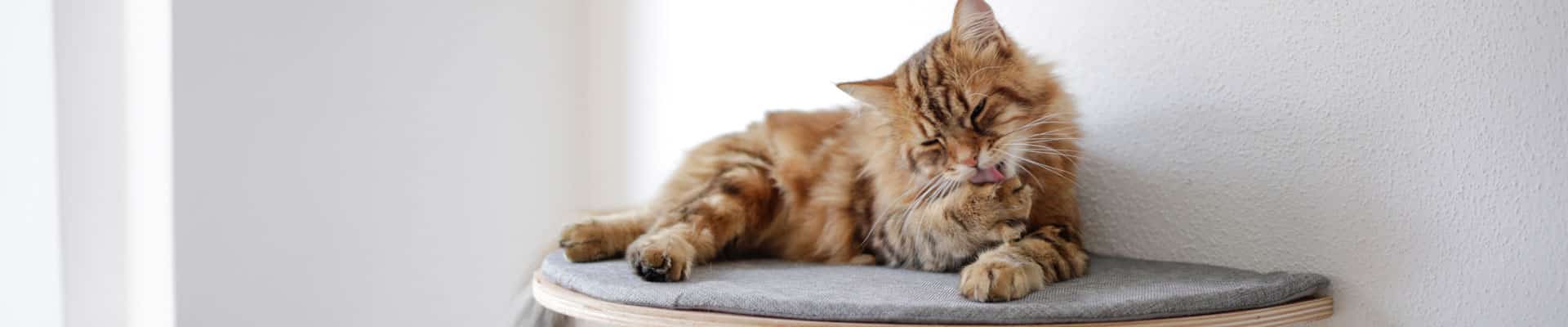 Kerbl Pet - Kategorie Katze