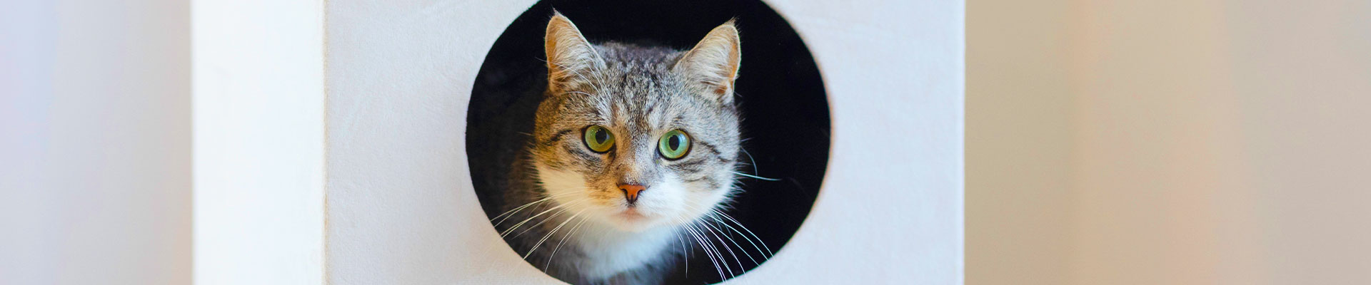 Kerbl Pet - Kategorie Katze