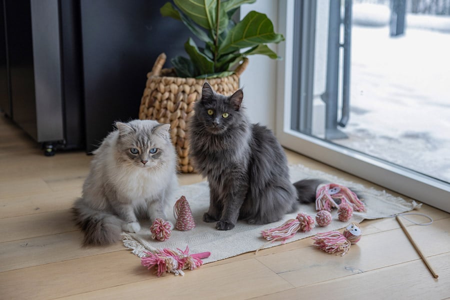 Zwei Katzen mit Spielzeug von Kerbl Pet Zwei Katzen mit Spielzeug von Kerbl Pet