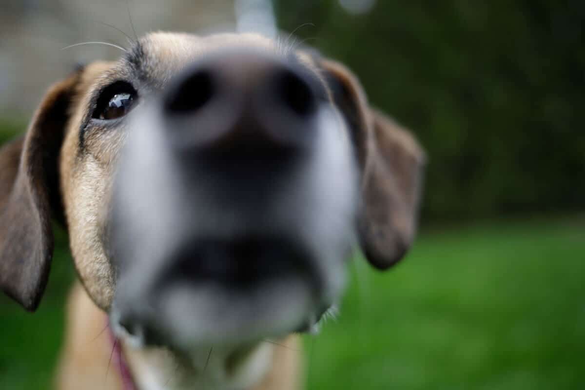ratgeber-hund-07 Ratgeber Hund - Spaziergang