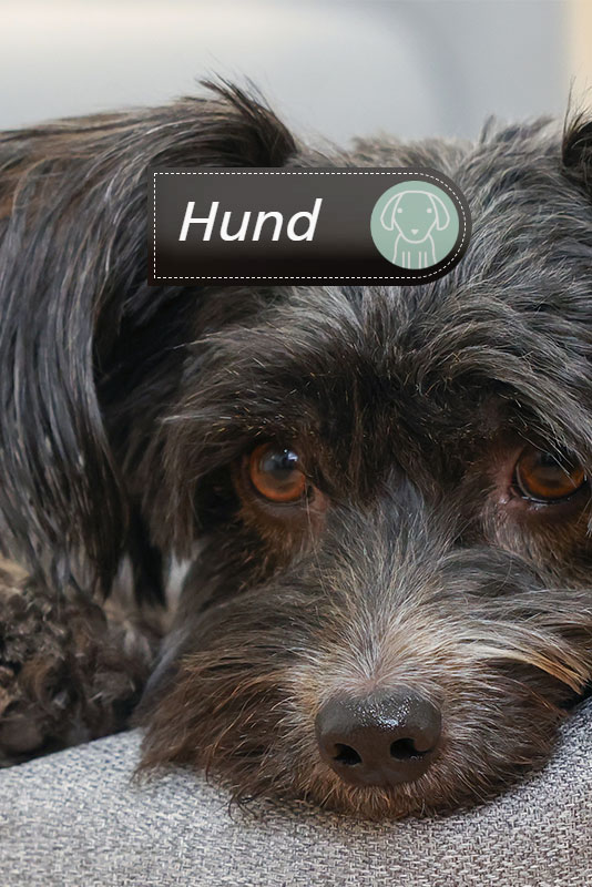 Bereich-hund-mobil Bereich Hund Mobil