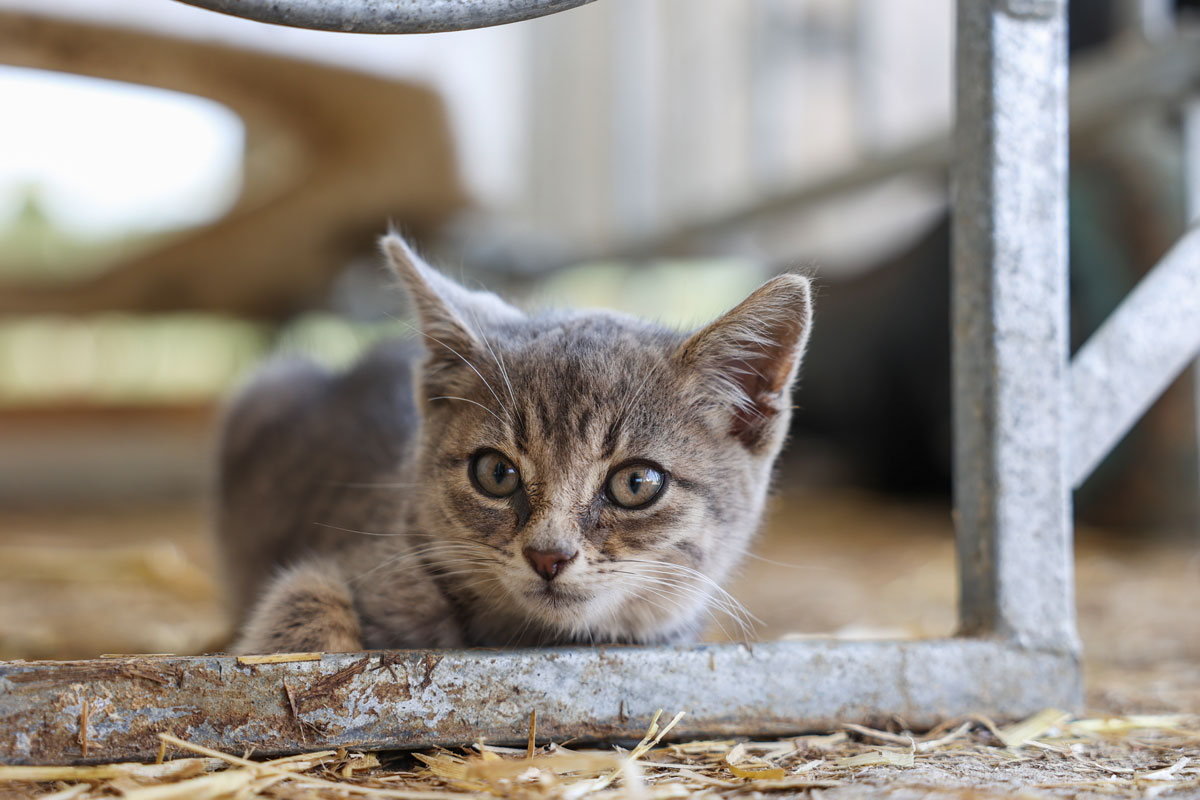 Bauernhof Katze versteckt sich Bauernhof Katze versteckt sich