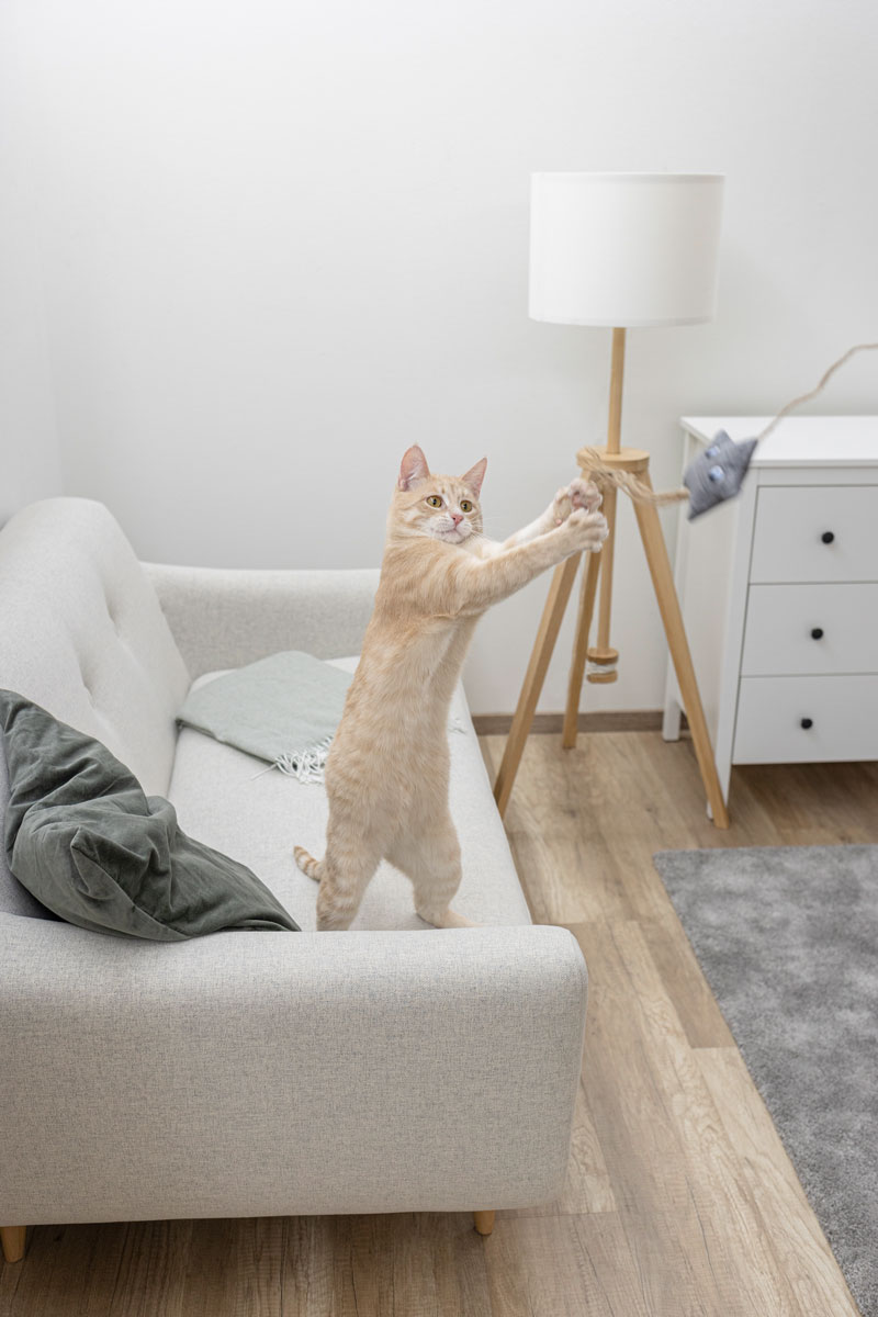 Katze mit Maus Spielzeug Katze mit Maus Spielzeug