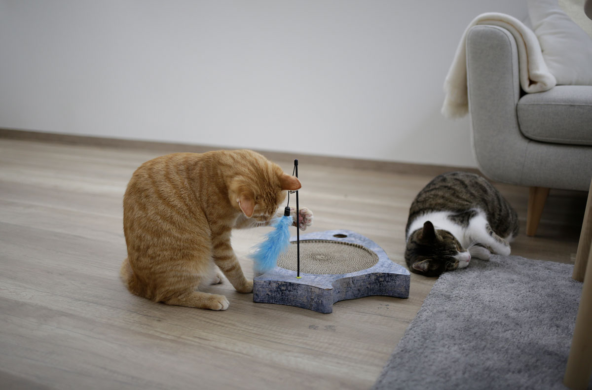 Katze spielt mit Fisch Katze spielt mit Fisch