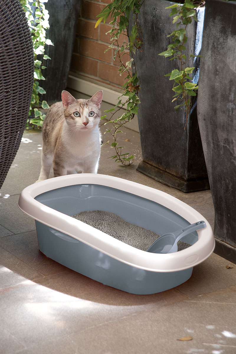 Katze vor Katzentoilette draußen Katze vor Katzentoilette draußen