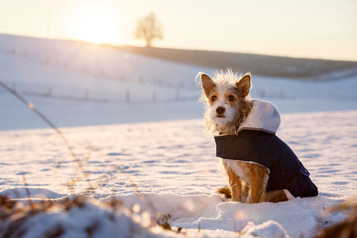 Ratgeber Hund Bekleidung Ratgeber Hund Bekleidung