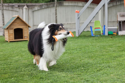 Ratgeber Hund Erziehung Ratgeber Hund Erziehung