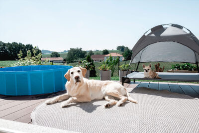 Ratgeber Hund Garten Ratgeber Hund Garten