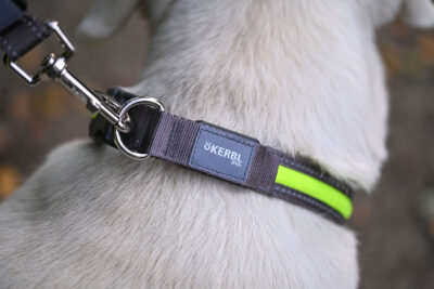 Ratgeber Hund Halsband Ratgeber Hund Halsband