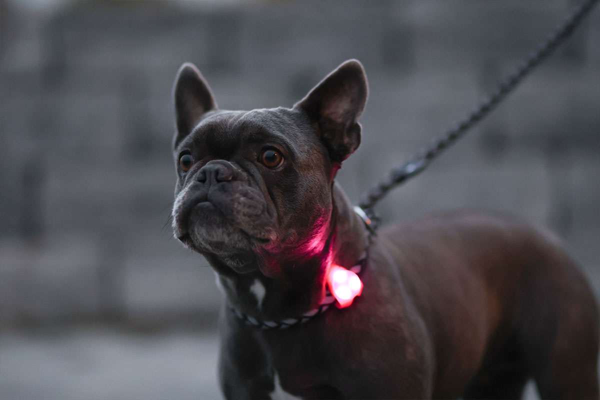 Ratgeber Hund – Halsband Blinkanhänger Ratgeber Hund - Halsband Blinkanhänger