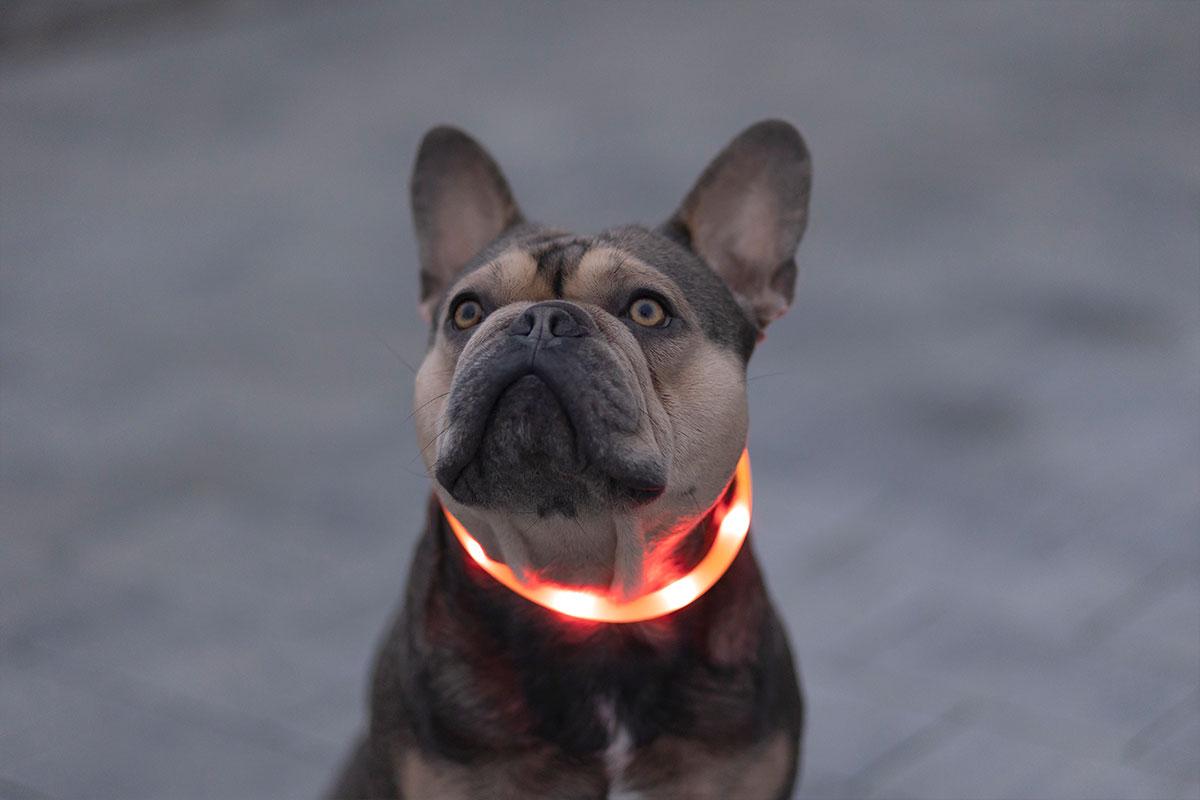 Ratgeber Hund – Halsband LED Ratgeber Hund - Halsband LED