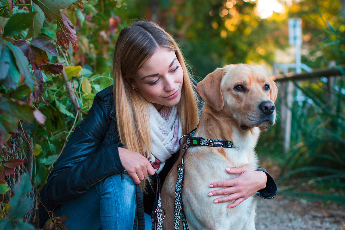 Ratgeber Hund Halsband leuchtend Ratgeber Hund Halsband leuchtend