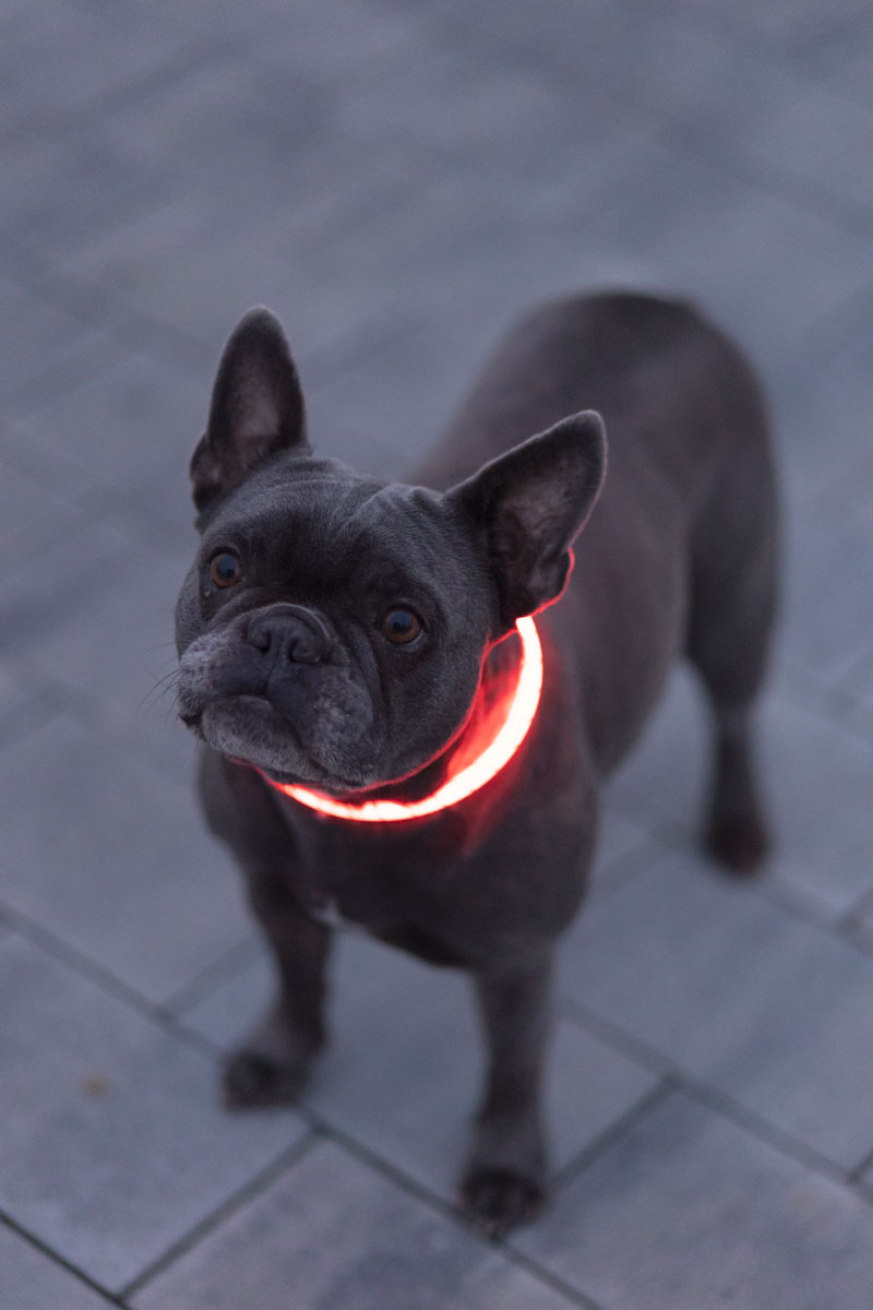 Ratgeber Hund Halsband Ratgeber Hund Halsband