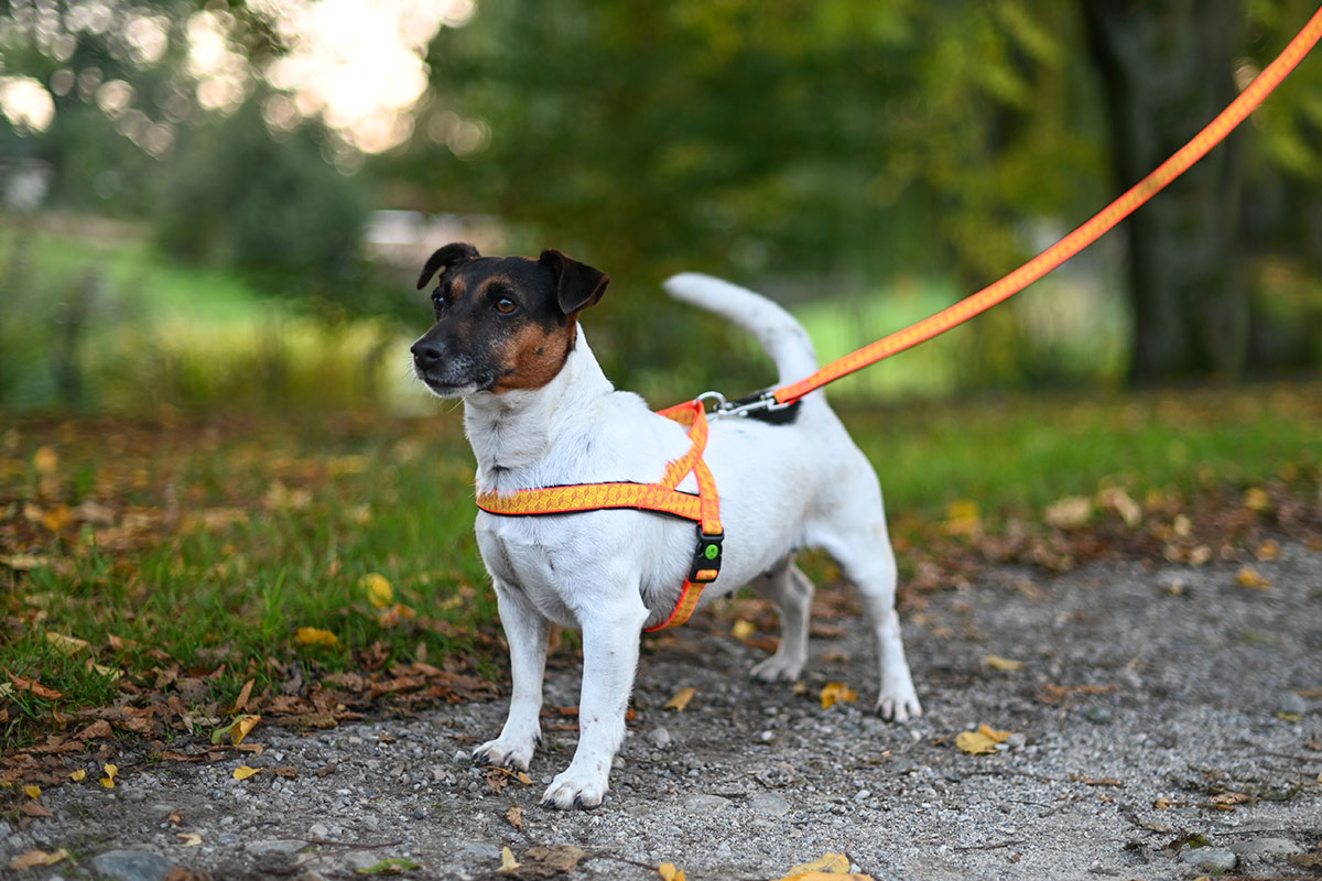 Ratgeber Hund reflektierendes Halsband Ratgeber Hund reflektierendes Halsband