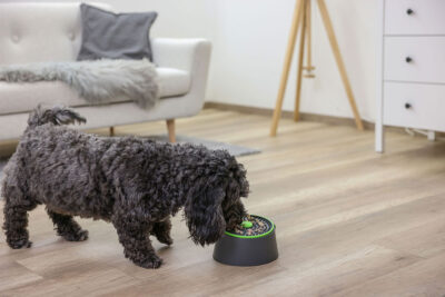 Ratgeber Hund Napf Ratgeber Hund Napf