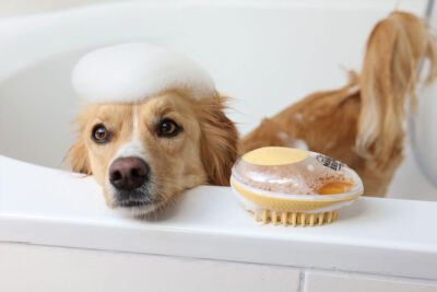 Ratgeber Hund Pflege Ratgeber Hund Pflege