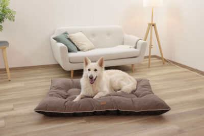 Ratgeber Hund Ruheplatz Ratgeber Hund Ruheplatz