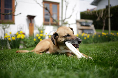 Ratgeber Hund Snack Ratgeber Hund Snack