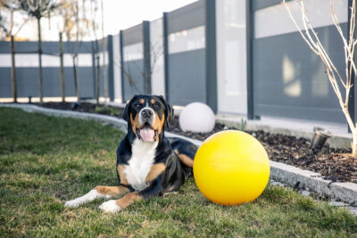 Ratgeber Hund Spiel Ratgeber Hund Spiel