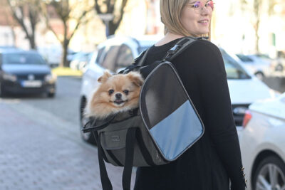 Ratgeber Hund Transport Ratgeber Hund Transport