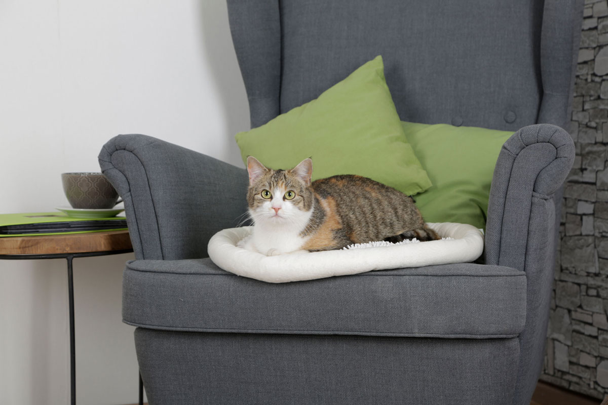 Katze sitzt auf einem Kissen auf einem Sessel Ratgeber Katze Kissen Sessel