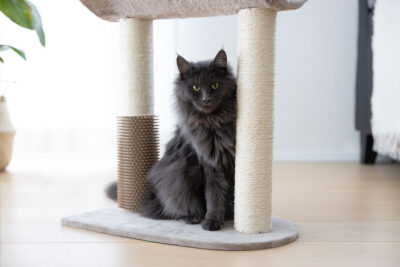 Ratgeber Katze Kratzbaum Ratgeber Katze Kratzbaum
