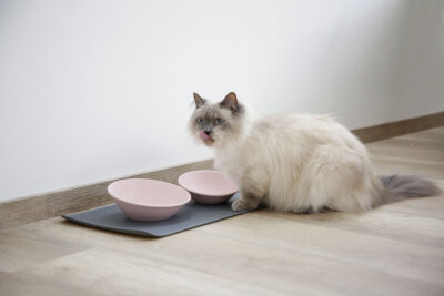 Ratgeber Katze Näpfe Ratgeber Katze Näpfe