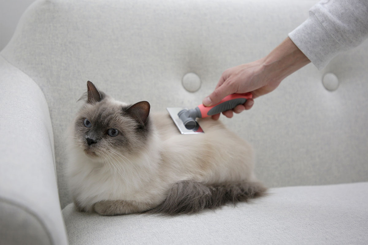 Ratgeber Katze Pflege Ratgeber Katze Pflege