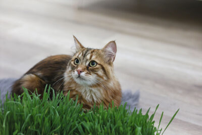 Ratgeber Katze Snack-katze-snack Ratgeber Katze Snack