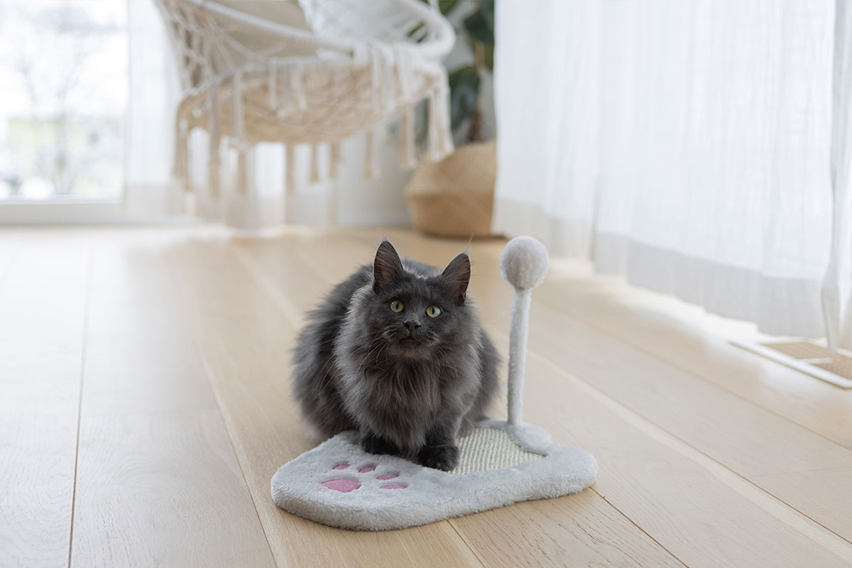 Ratgeber Katze Spielzeug Ratgeber Katze Spielzeug