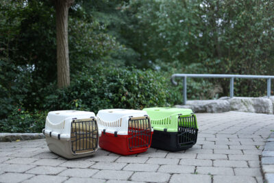 Ratgeber Katze Transport Ratgeber Katze Transport