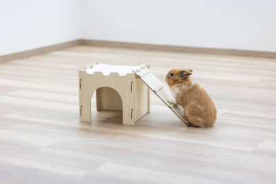 Ratgeber Nager Agility Ratgeber Nager Agility