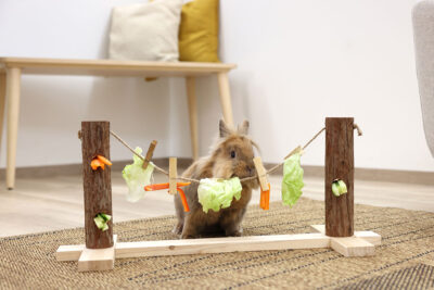 Ratgeber Nager Snacks Ratgeber Nager Snacks