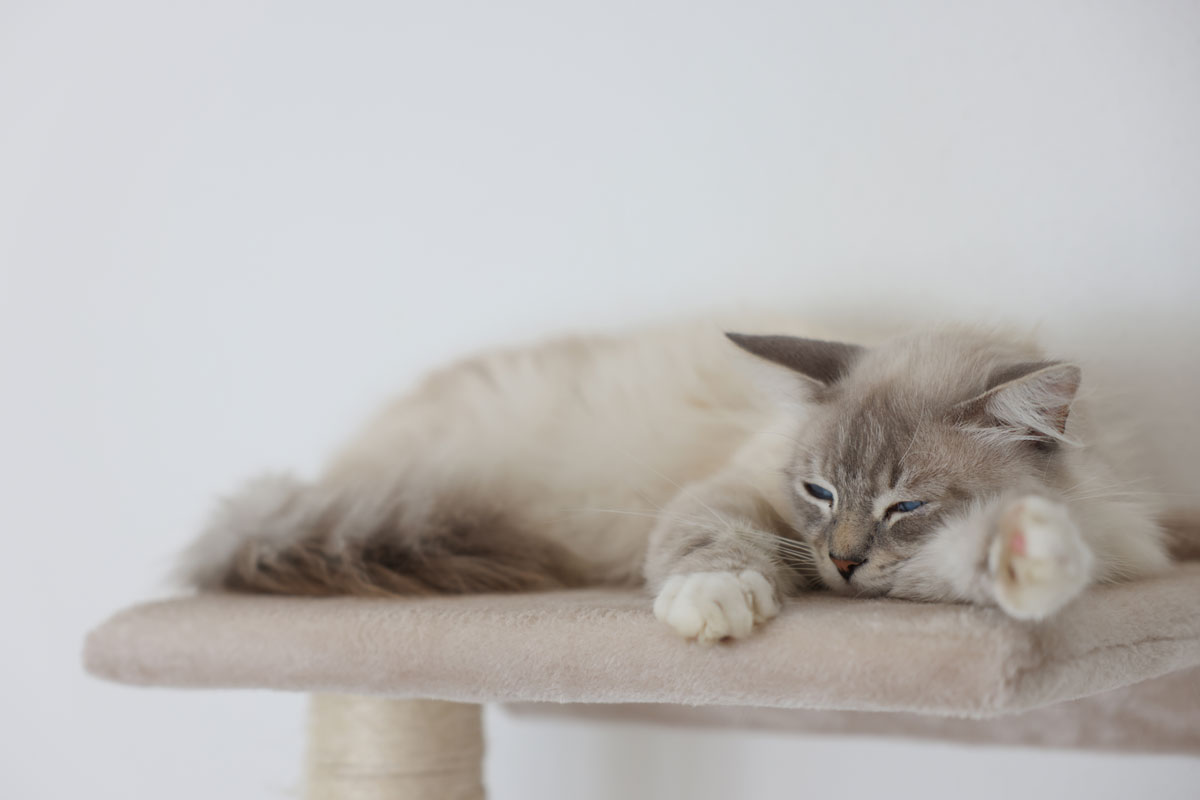schlafende Katze schlafende Katze
