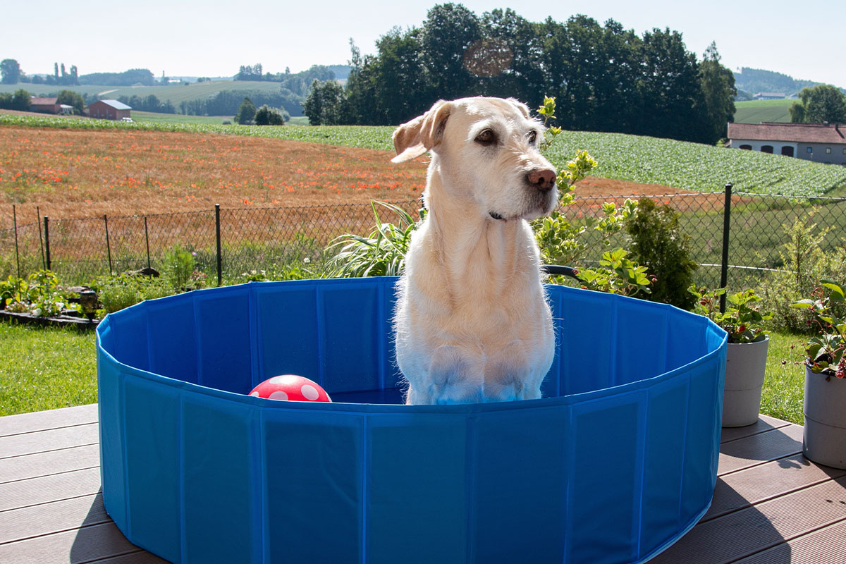 Ratgeber: Hund im Pool Ratgeber: Hund im Pool