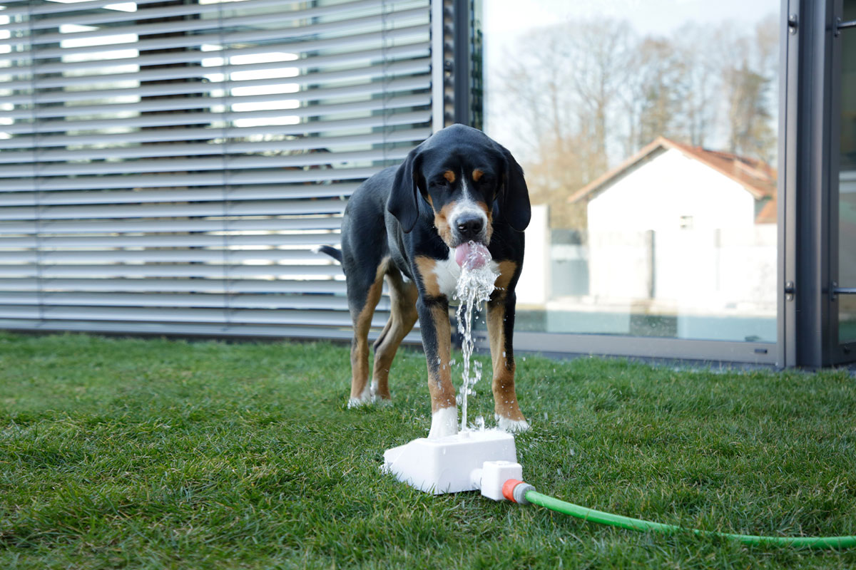 Ratgeber: Hund am Trinkbrunnen Ratgeber: Hund am Trinkbrunnen