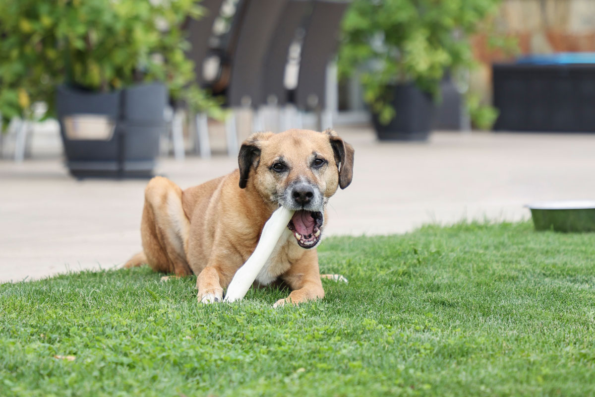 Ratgeber: Abenteuer im Garten mit Hundeknochen Ratgeber: Abenteuer im Garten mit Hundeknochen