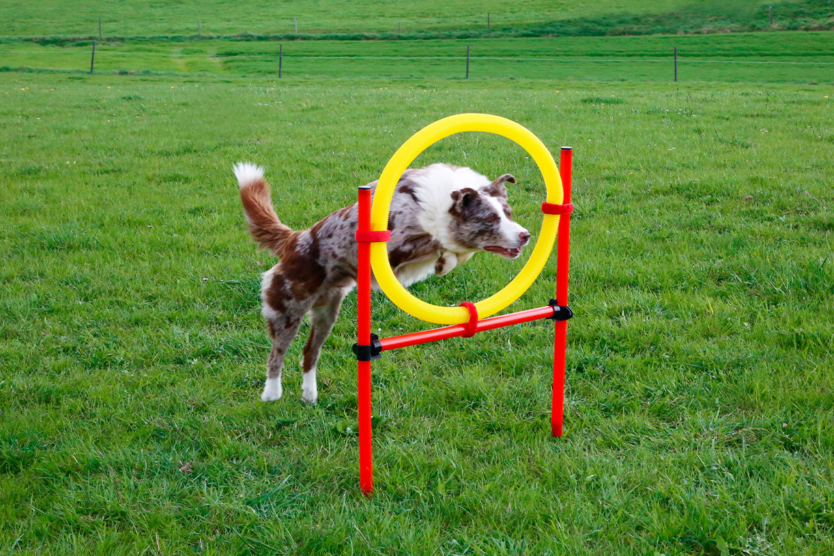Ratgeber: Hund springt durch Reifen Ratgeber: Hund springt durch Reifen