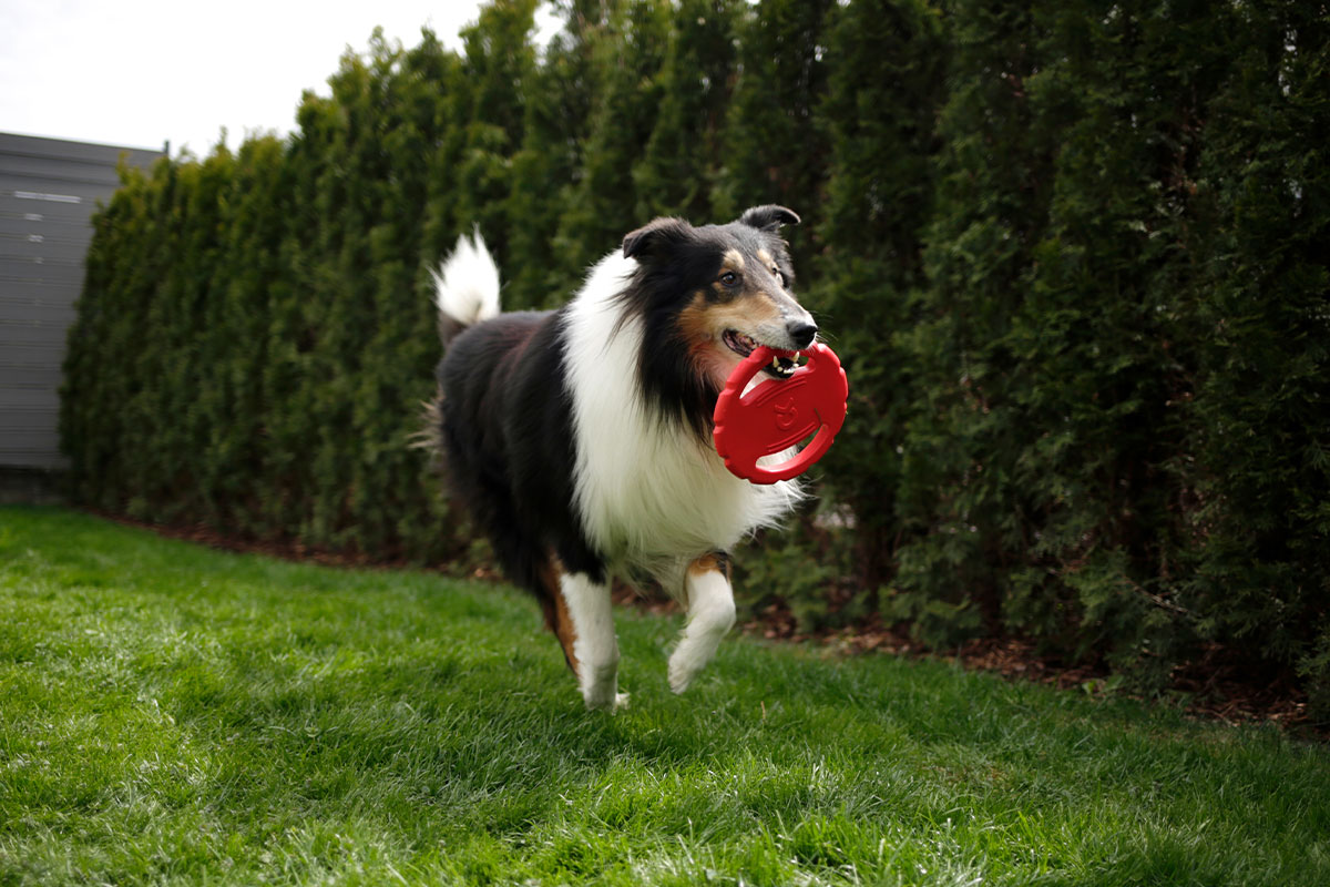 Ratgeber: Hund mit Scheibe Ratgeber: Hund mit Scheibe