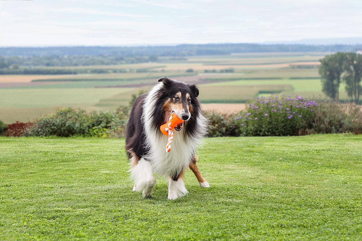 Ratgeber: Hund mit Spielzeug Ratgeber: Hund mit Spielzeug