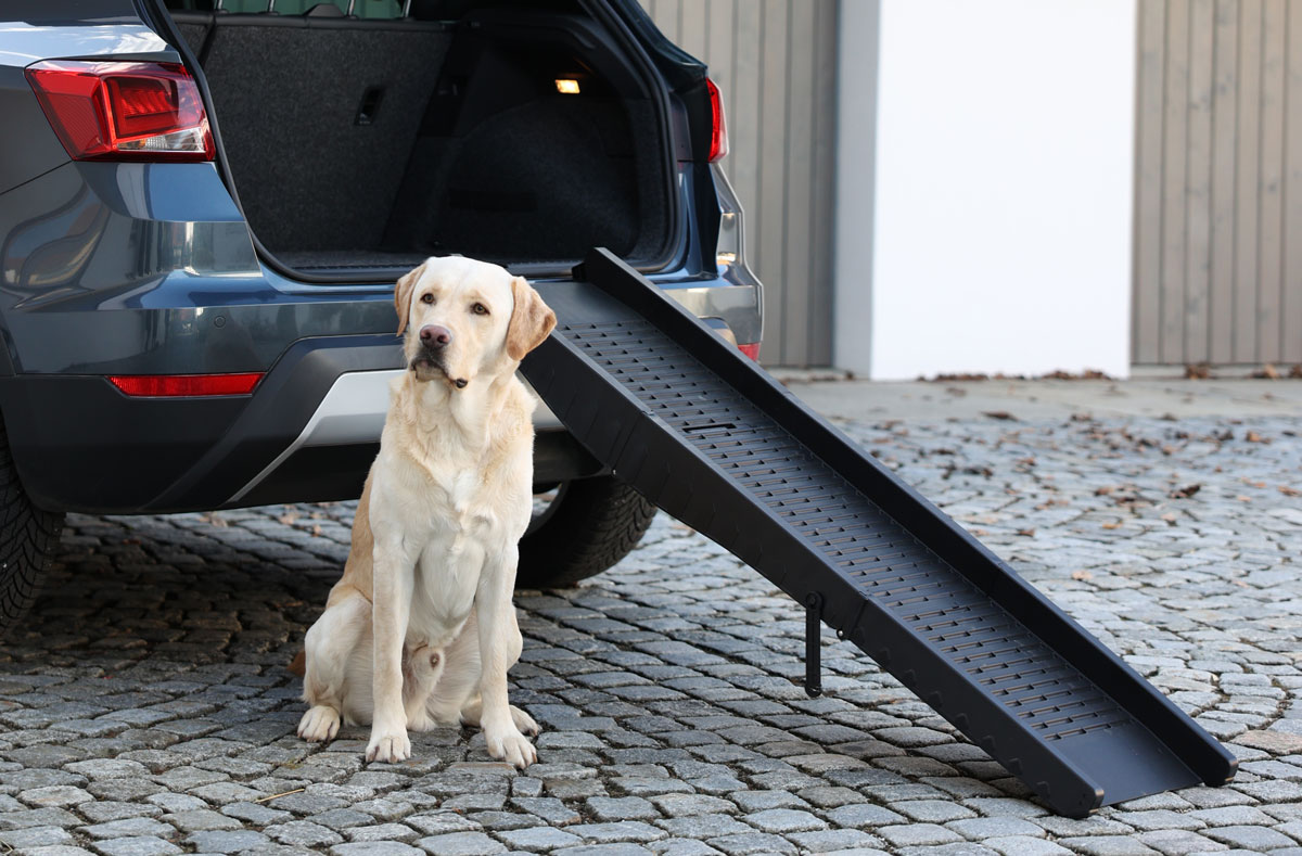Ratgeber Hund – Hunderampe Reisen mit Hund - Hunderampe