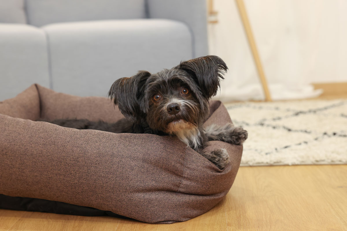 Ratgeber Hund – gemütliches Bett Hundefreundliche Unterkunft