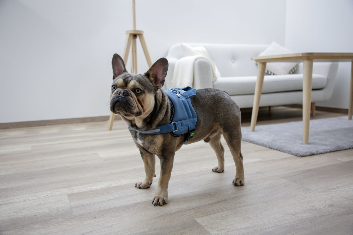 Ratgeber Hund – Hundegeschirr für die Reise Geschirr - Reisen mit Hund