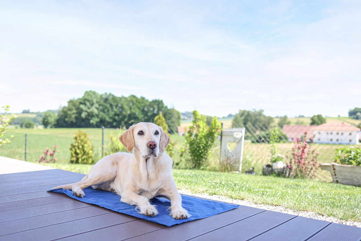 Ratgeber Hund – Kühldecke Reisen mit Hund - Kühldecke